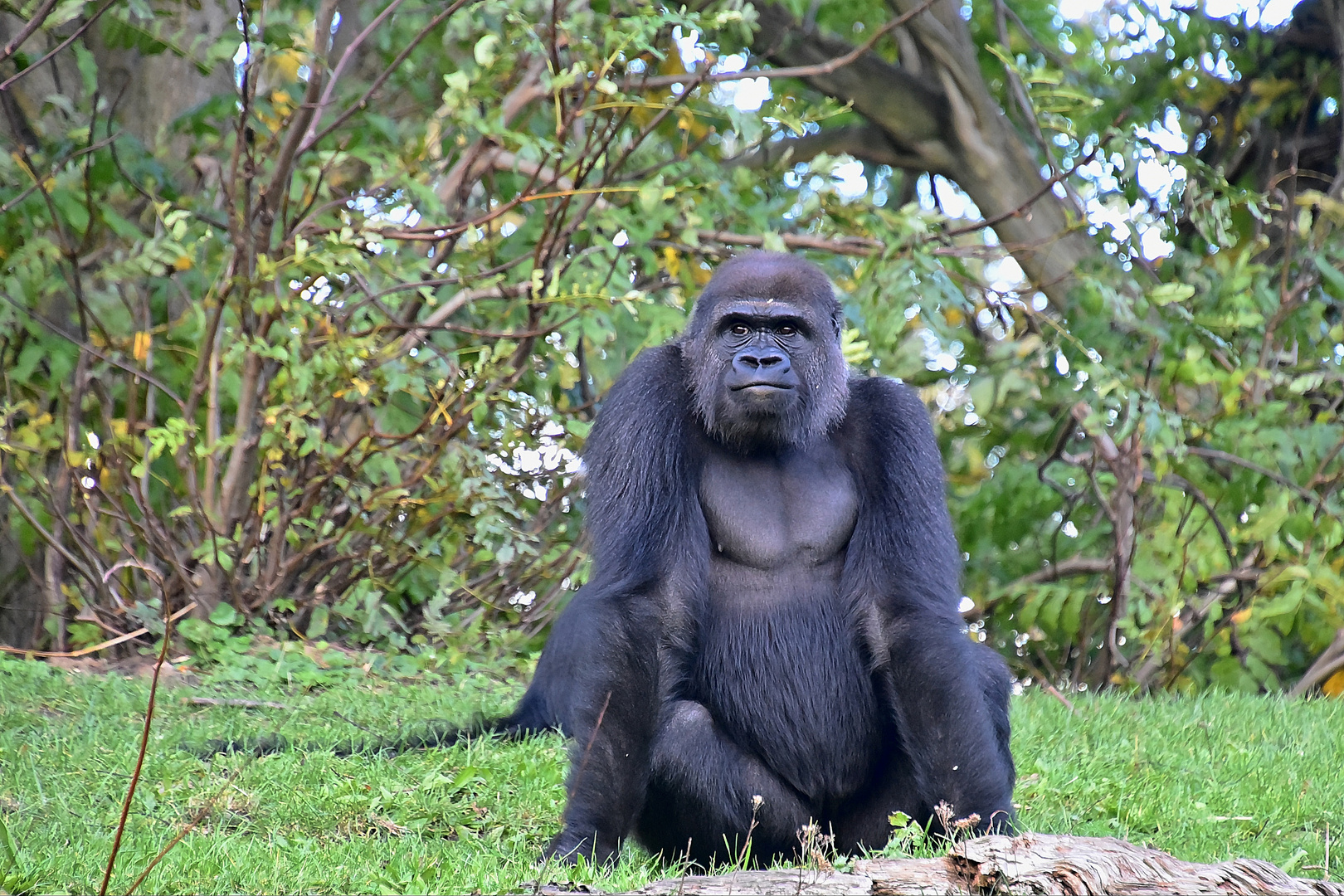 Westlicher Flachlandgorilla (Gorilla gorilla gorilla)