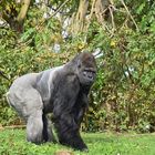 Westlicher Flachlandgorilla (Gorilla gorilla gorilla) 