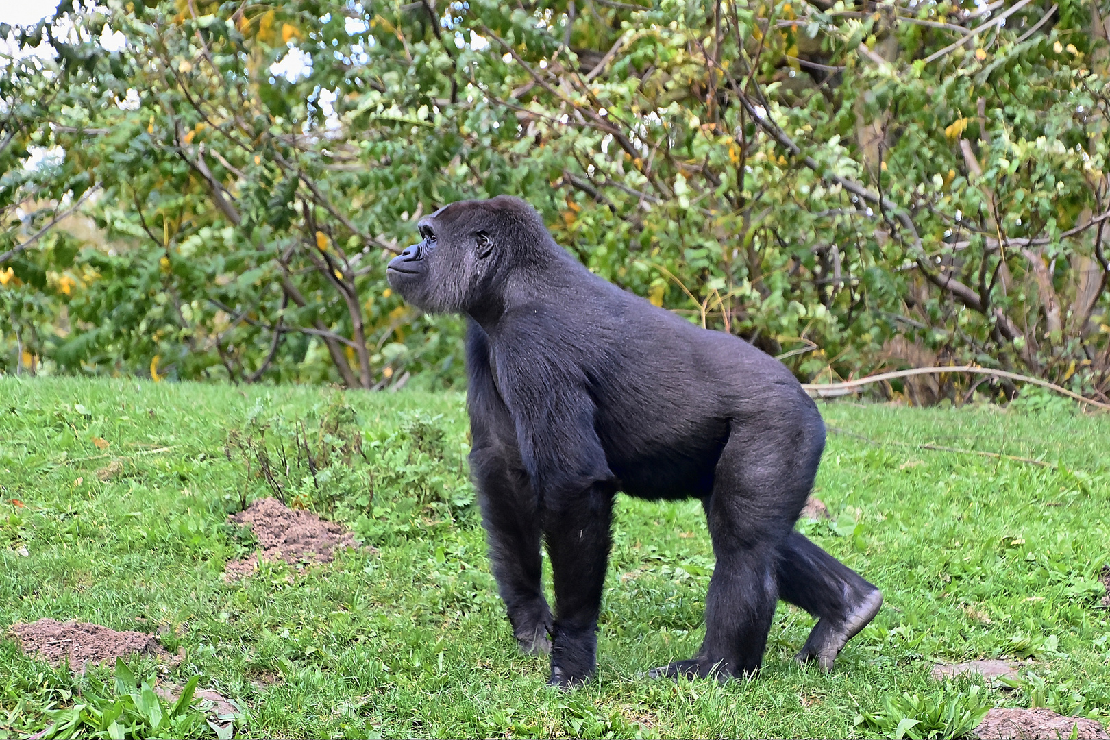 Westlicher Flachlandgorilla (Gorilla gorilla gorilla)