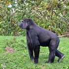 Westlicher Flachlandgorilla (Gorilla gorilla gorilla)