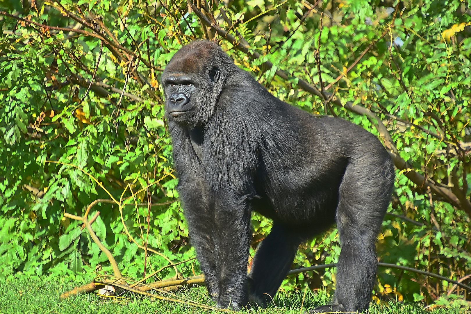 Westlicher Flachlandgorilla (Gorilla gorilla gorilla)