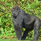 Westlicher Flachlandgorilla (Gorilla gorilla gorilla)