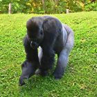 Westlicher Flachlandgorilla (Gorilla gorilla gorilla)