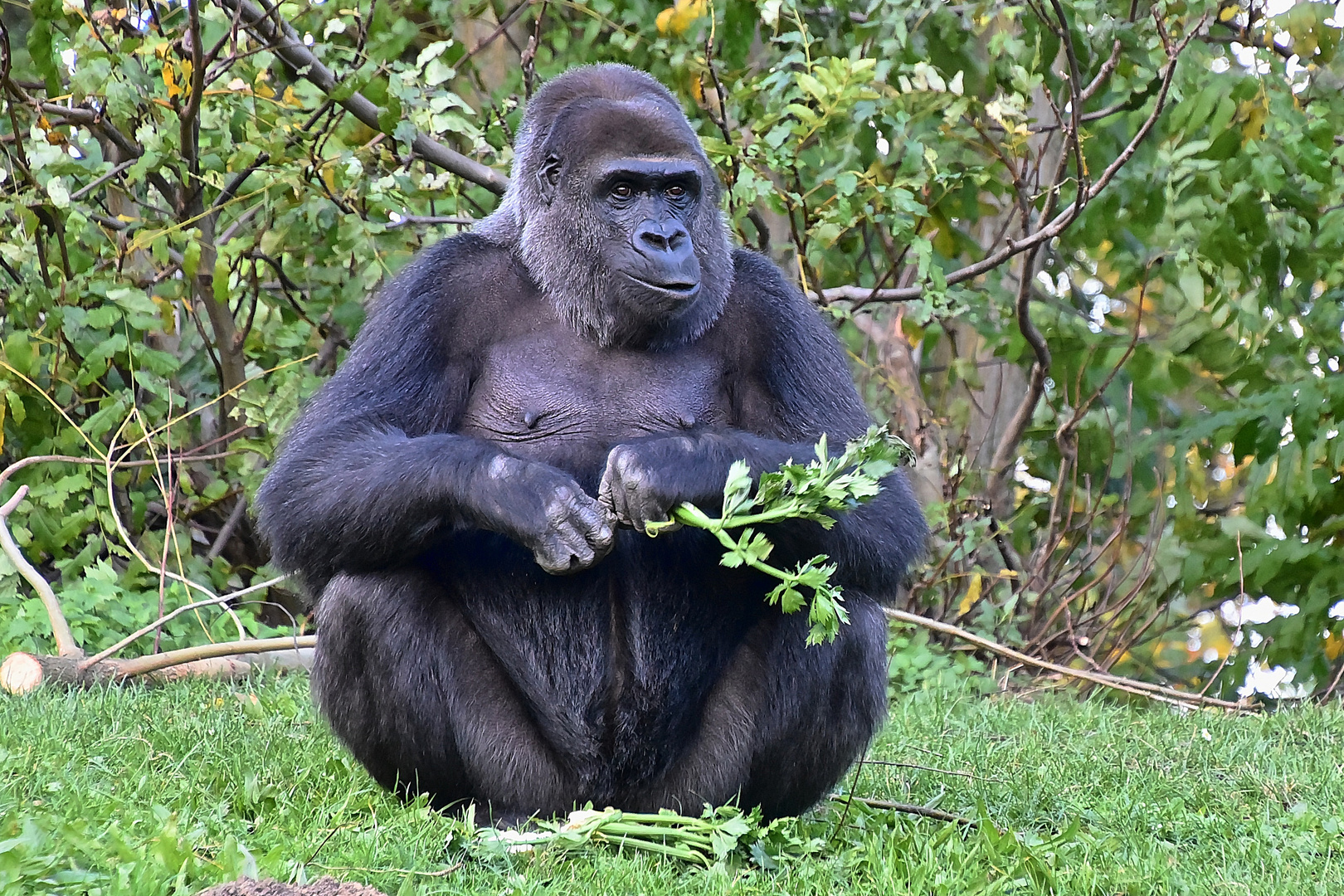 Westlicher Flachlandgorilla (Gorilla gorilla gorilla)