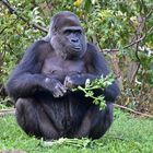 Westlicher Flachlandgorilla (Gorilla gorilla gorilla)