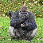 Westlicher Flachlandgorilla (Gorilla gorilla gorilla)