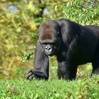 Westlicher Flachlandgorilla (Gorilla gorilla gorilla)