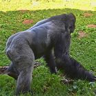 Westlicher Flachlandgorilla (Gorilla gorilla gorilla)