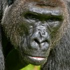 Westlicher Flachlandgorilla (Gorilla gorilla gorilla)  Allwetterzoo Münster