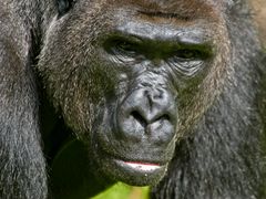 Westlicher Flachlandgorilla (Gorilla gorilla gorilla)  Allwetterzoo Münster