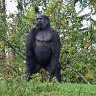 Westlicher Flachlandgorilla (Gorilla gorilla gorilla)