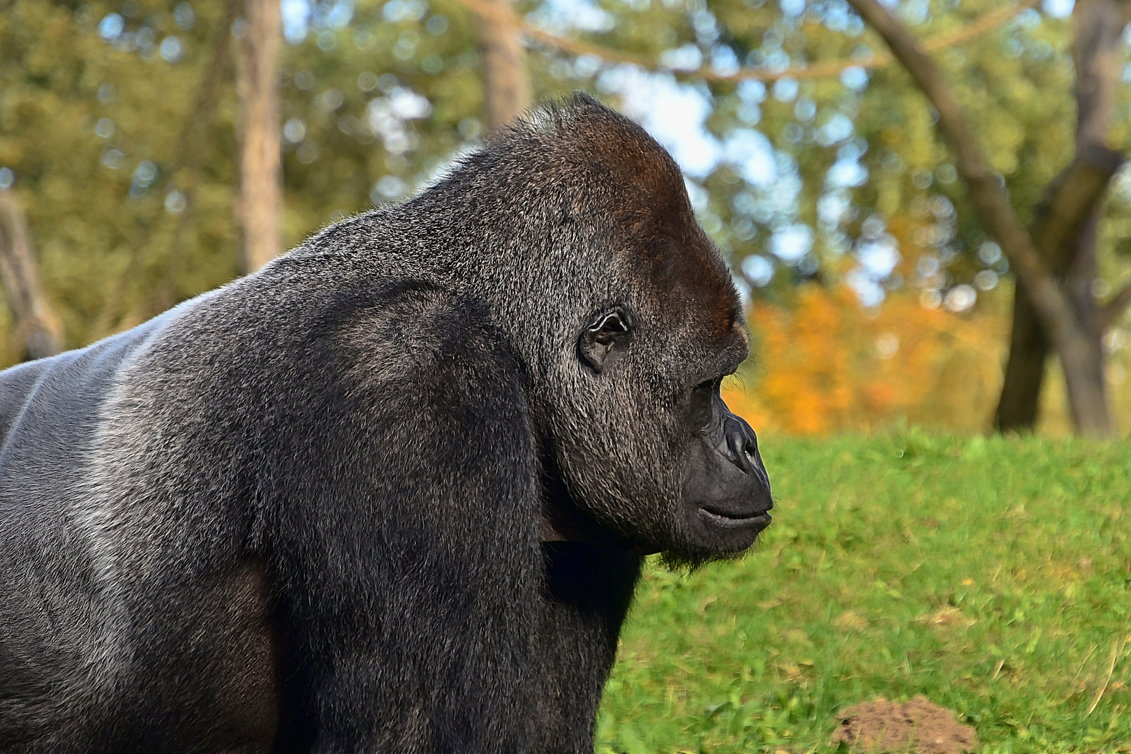 Westlicher Flachlandgorilla (Gorilla gorilla gorilla)