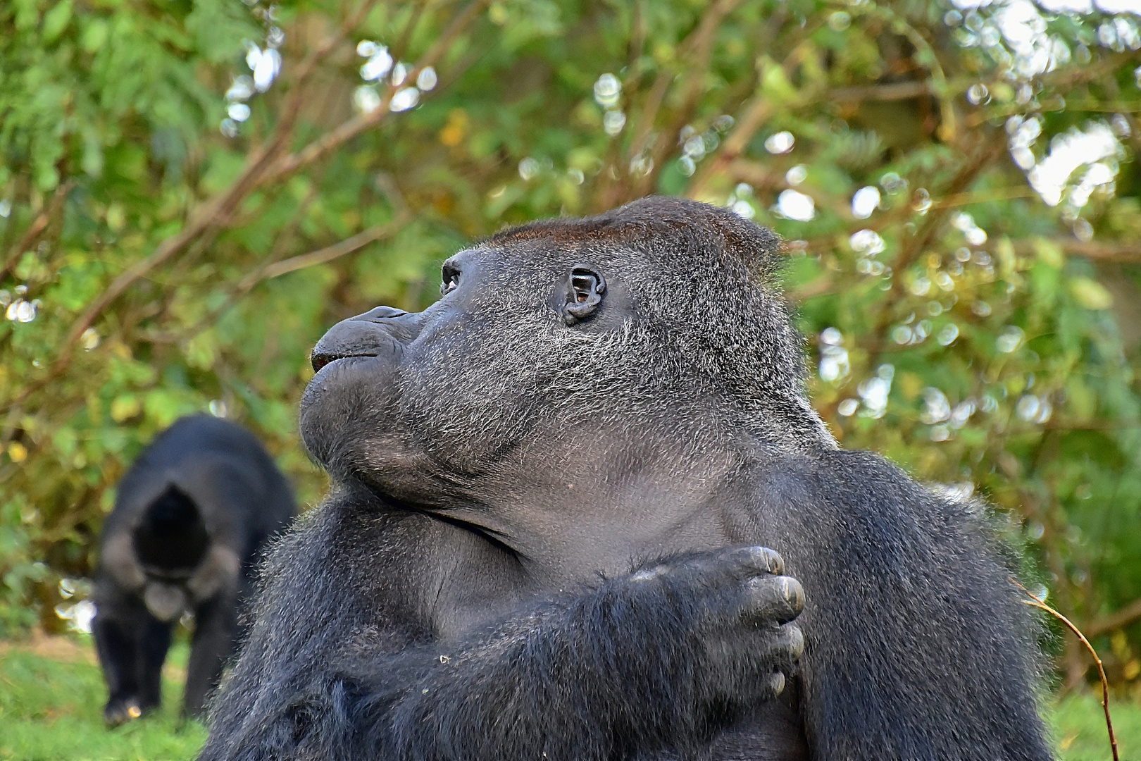 Westlicher Flachlandgorilla (Gorilla gorilla gorilla)