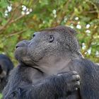 Westlicher Flachlandgorilla (Gorilla gorilla gorilla)