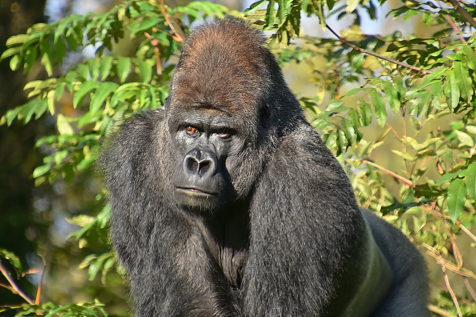 Westlicher Flachlandgorilla (Gorilla gorilla gorilla)