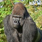 Westlicher Flachlandgorilla (Gorilla gorilla gorilla)