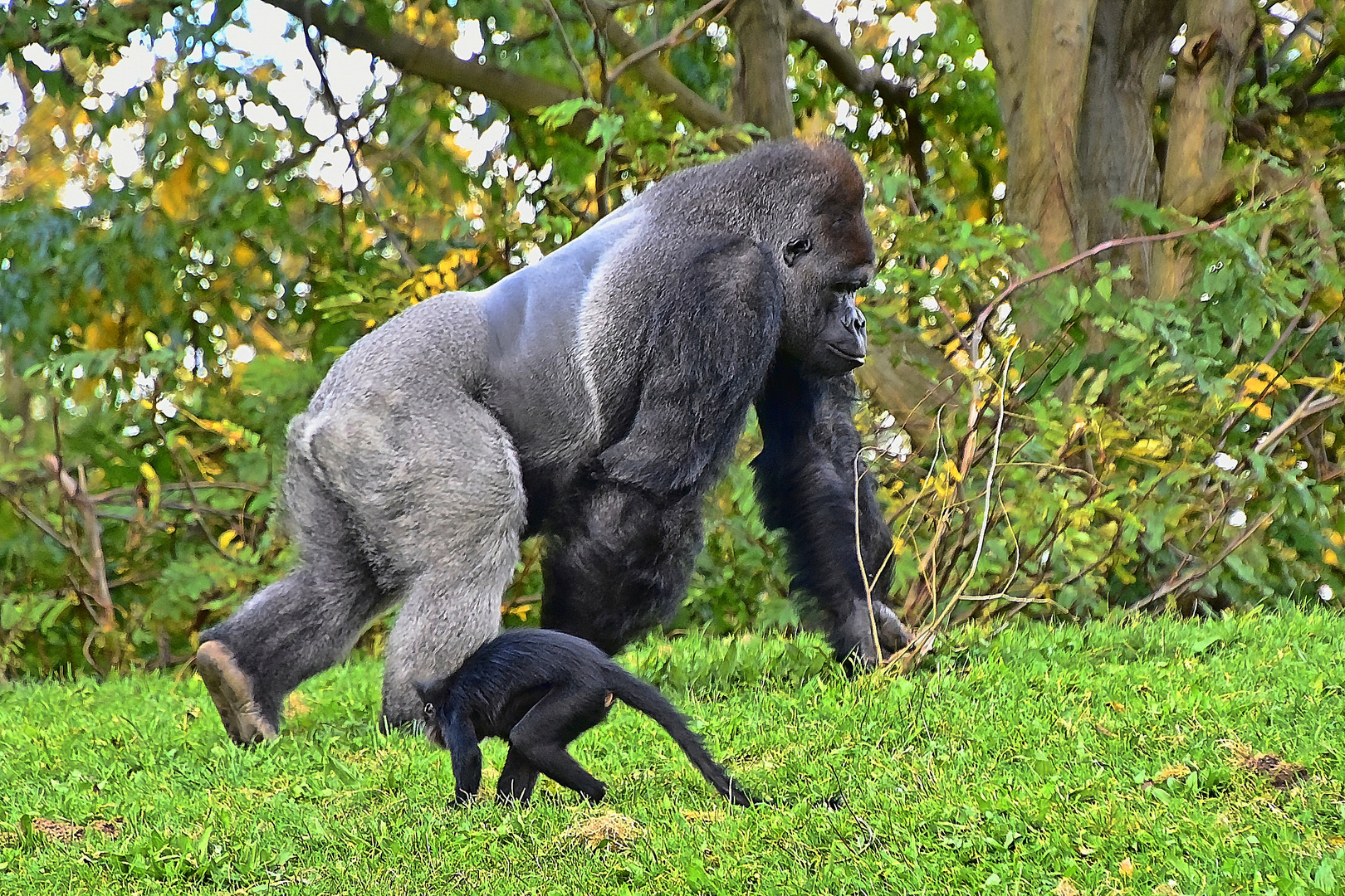 Westlicher Flachlandgorilla (Gorilla gorilla gorilla) und  Schopfmangabe (Lophocebus aterrimus)