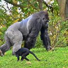 Westlicher Flachlandgorilla (Gorilla gorilla gorilla) und  Schopfmangabe (Lophocebus aterrimus)