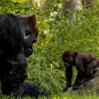 Westlicher Flachlandgorilla im Leipziger Zoo Vater und Sohn