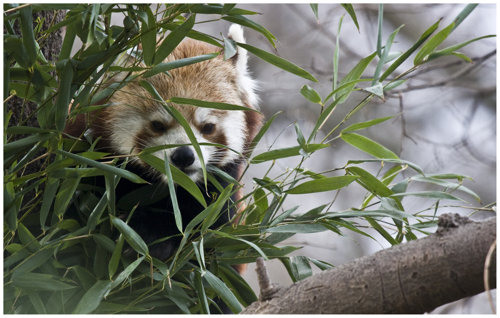 Westlicher Kleiner Panda