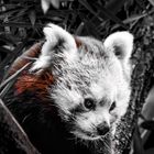 Westlicher Kleiner Panda (Ailurus fulgens)