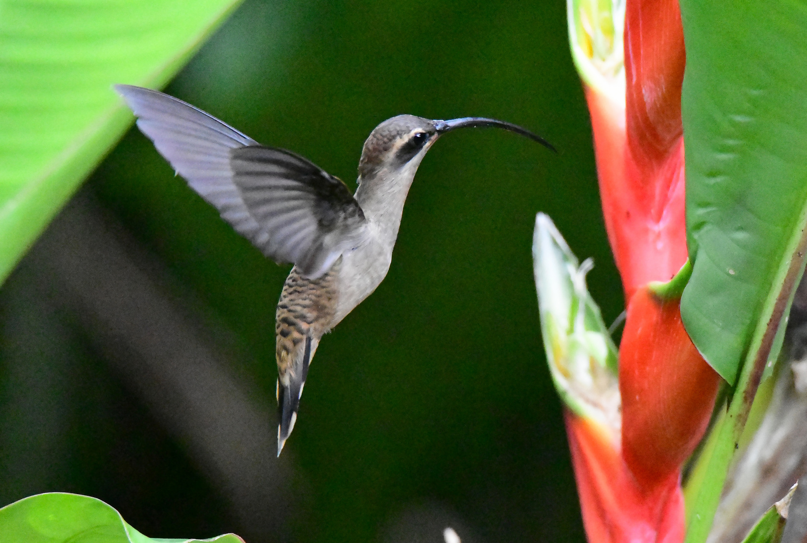 Westlicher Langschwanz-Schattenkolibri 1