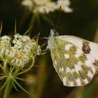 Westlicher Resedafalter