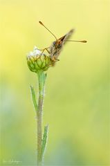 Westlicher Scheckenfalter