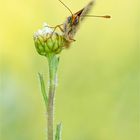 Westlicher Scheckenfalter