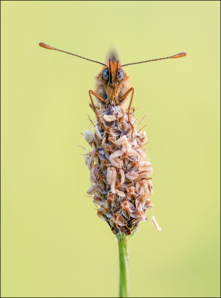 Westlicher Scheckenfalter