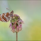 Westlicher Scheckenfalter