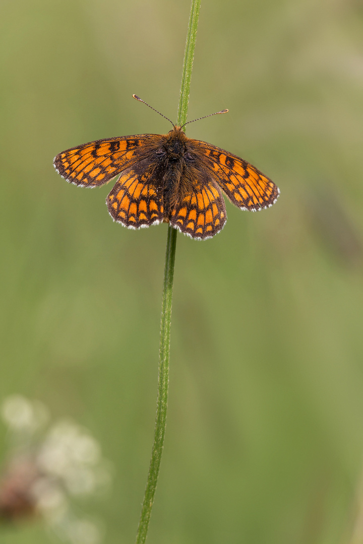 westlicher Scheckenfalter (Melitaea parthenoides)