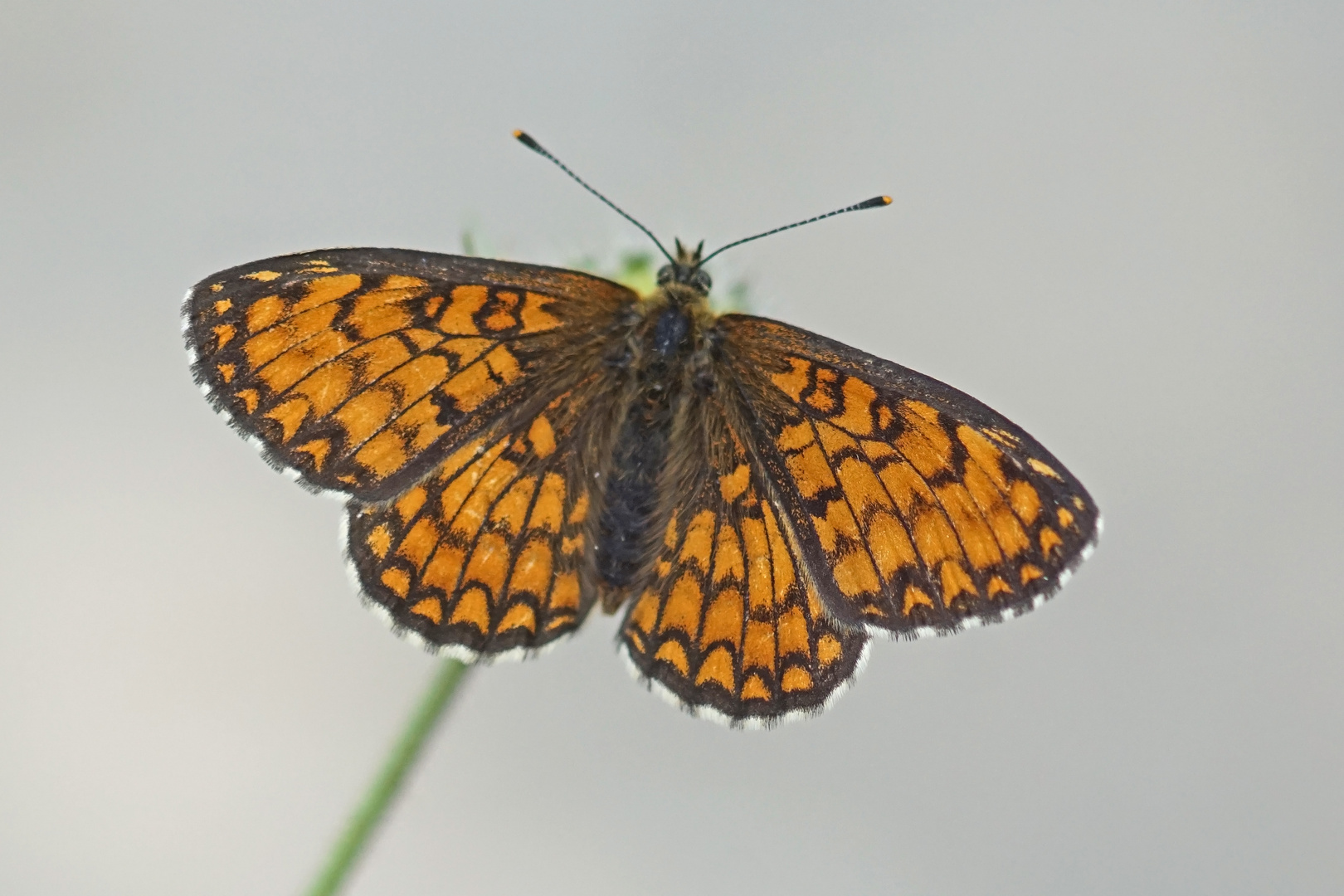 Westlicher Scheckenfalter (Melitaea parthenoides)