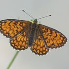 Westlicher Scheckenfalter (Melitaea parthenoides)