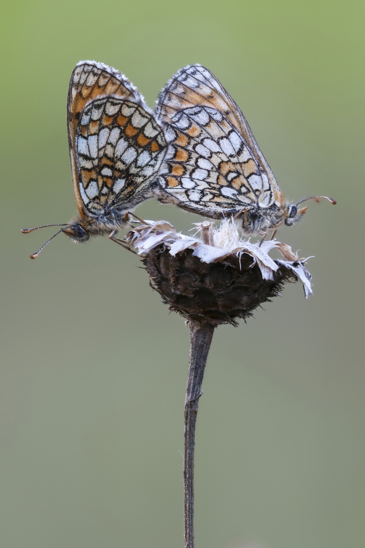 Westlicher Scheckenfalter, Stack 8 Bilder