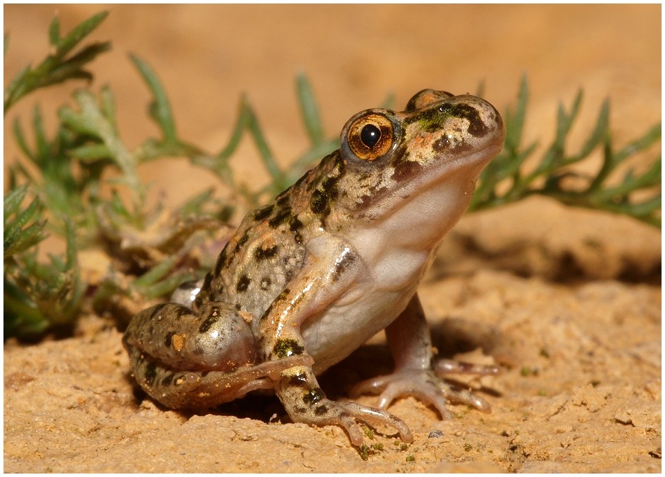 Westlicher Schlammtaucher (Pelodytes punctatus)