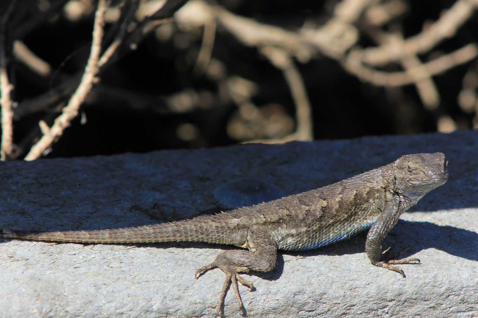  Westlicher Zaunleguan  (western fence lizard)