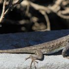  Westlicher Zaunleguan  (western fence lizard)