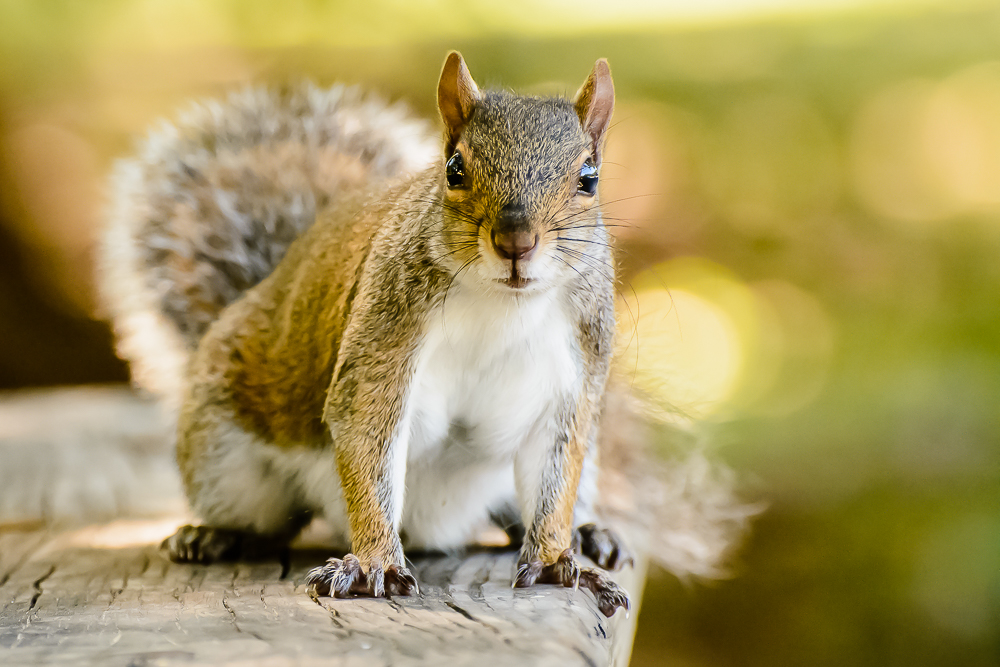 Westliches Grauhörnchen