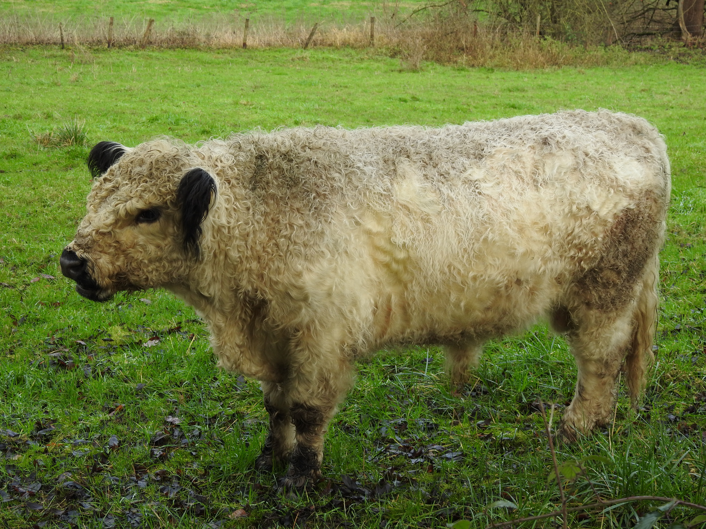 Westliches Neandertal