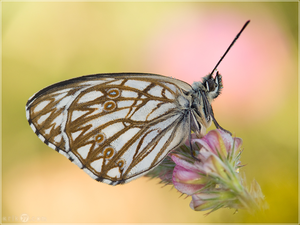 Westliches Schachbrett - Melanargia occitanica