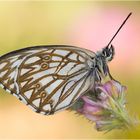 Westliches Schachbrett - Melanargia occitanica