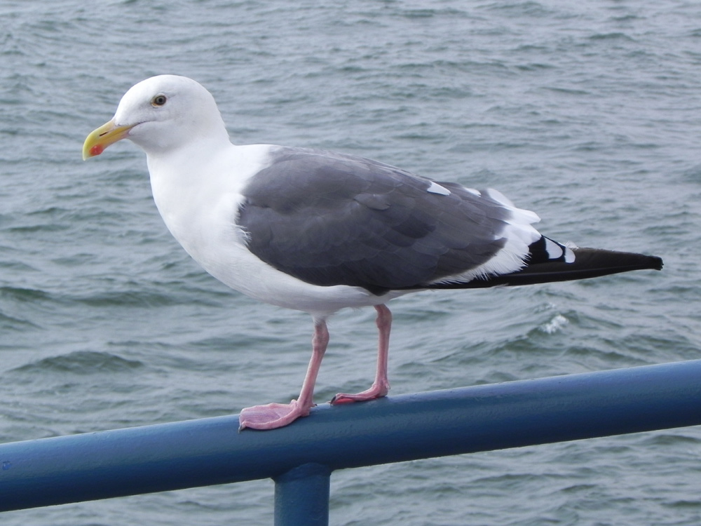 Westmöwe am Pier von Santa Monica