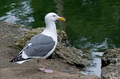 Westmöwe - Western Gull...