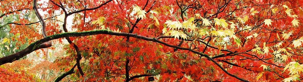 Westonbirt Arboretum