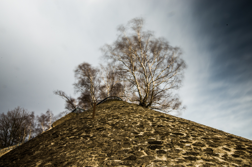 Westpark Bochum Birke auf Mauer