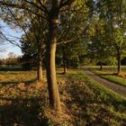 Westpark, lange Schatten