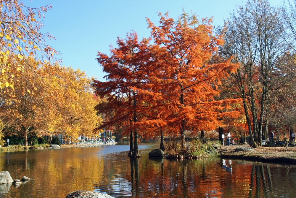 Westparksee Herbst