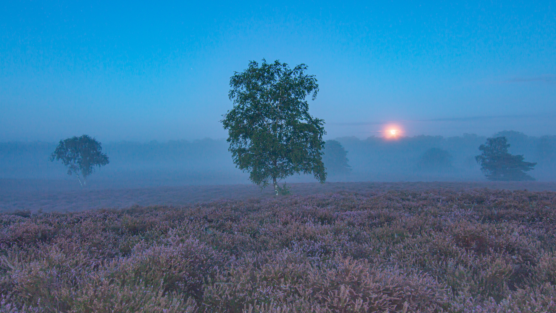 Westrupe Heide im Nebel