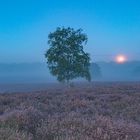 Westrupe Heide im Nebel
